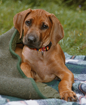 Rhodesian Ridgeback Welpe
