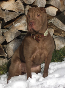 Shar-Pei Yijing's Double Chocolate RaEm