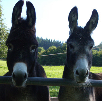 Benjamin und Alma: wo gehen wir wohl heute hin?