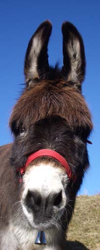 Aach ist das schnes Wetter. Und wenn ich hinber auf die Nordfarm schaue, geniesse ich hier das Gras umso mehr!