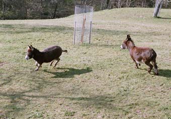 Ueber die ganze Wiese im Galopp