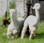 IMGP5715_hengste.jpg