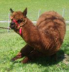 IMGP8157_bambina.jpg