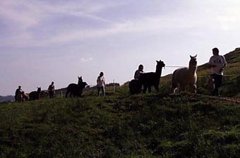 Romantischer Aufzug
