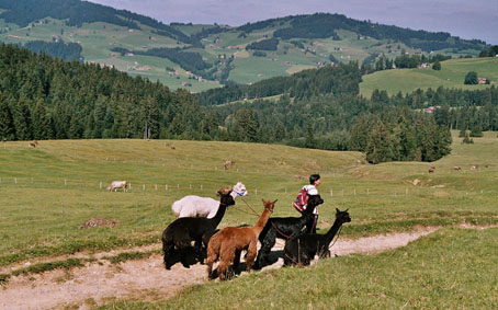 alp__20.jpg