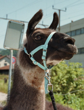 Classic Lama Herbi:  War schn, nicht, Sky?