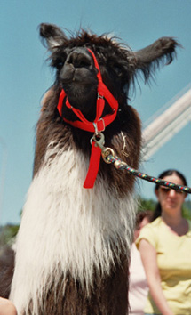 Wooly Lama Sky:  Aber klar doch, Herbi!