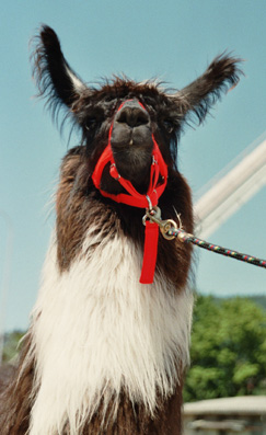 Wooly Lama 'Dan'
