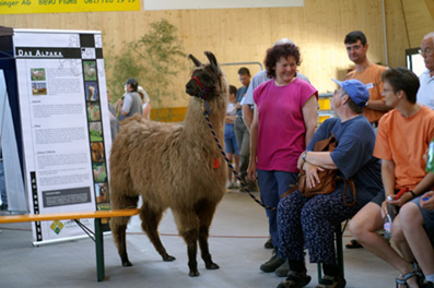 In der Wartezone. Elsbeth Schmutz mit ihrem Lamahengst.