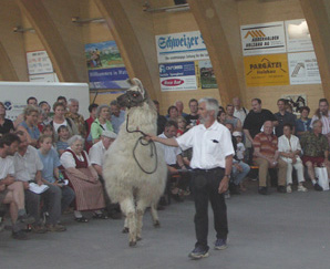 Ruedi Brnnimann mit Lamahengst Albin