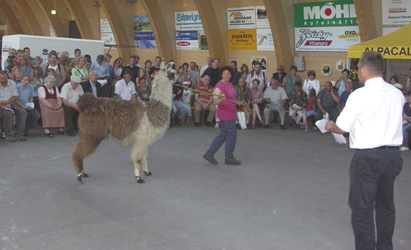 Lamahengst