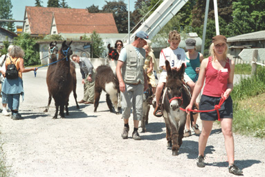 Eselreiten mit Lama-Begegnung
