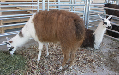 Nihara und Rina, zwei Classic Lamas