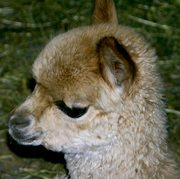Alpakafohlen 