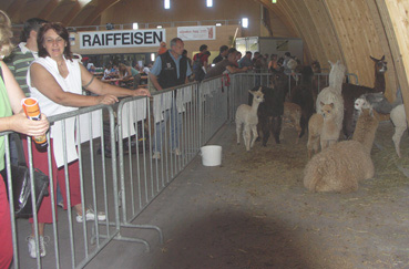 Eldorado Alpaca