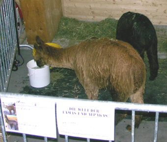 Avenida Suri Alpaca