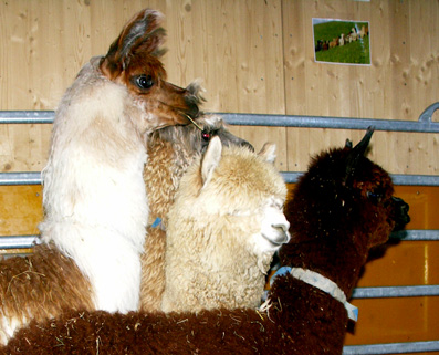Lama und Alpaka von Alpaka Appenzell