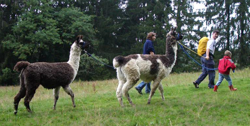 lama_11.JPG