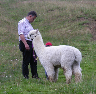 lama_13.JPG