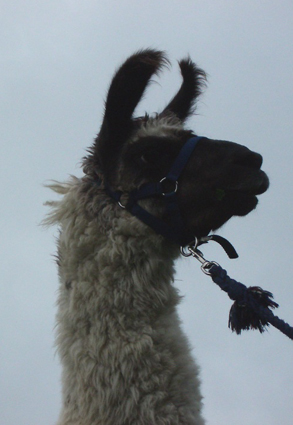 lama_14.JPG