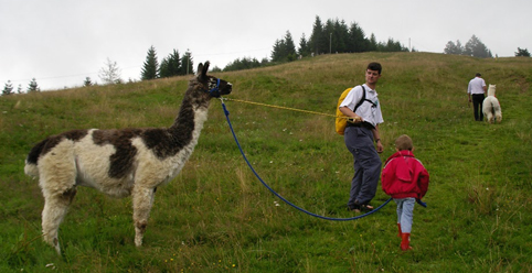 lama_16_catino.jpg