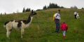 lama_16_catino.jpg