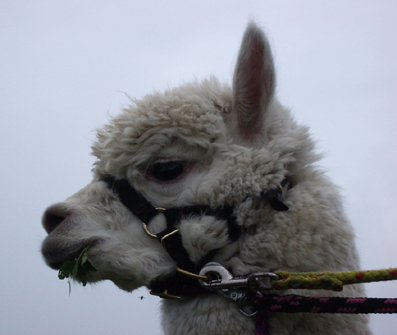lama_17.JPG