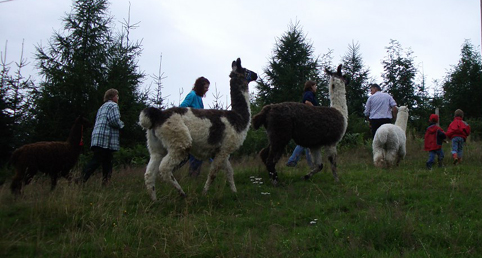 lama_19.JPG
