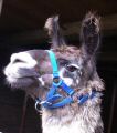 lama_28.JPG