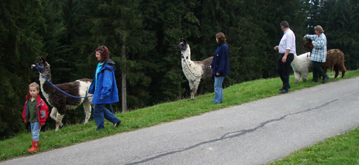lama_30.JPG