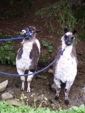 lama_34.JPG