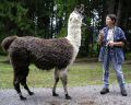 lama_37.JPG