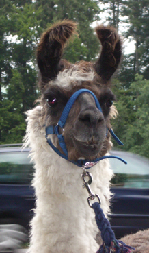 lama_3_bolero.jpg