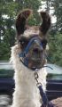 lama_3_bolero.jpg