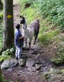 lama_44.JPG