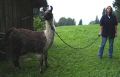 lama_7.JPG