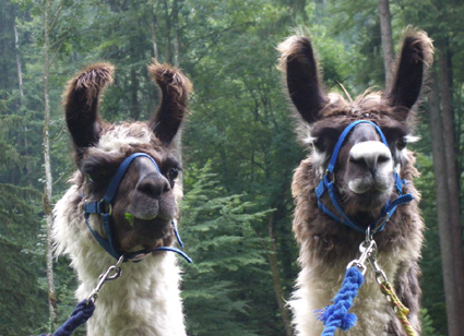 Bolero und Catino