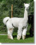 Best of Show Hengst Vasco da Gama