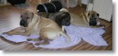 Yijing's Shar Pei