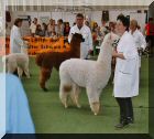 Best of Show