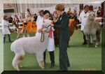 Vasco da Gama, Alpaca of America, Best of Show LamAlpaka 2005