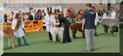 Best of Show