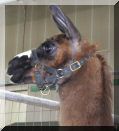 Lama