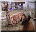 Lamas