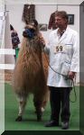 Woolly Lama