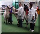 Woolly Lamas