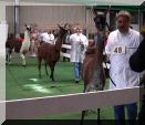 Classic Lamas im Ring