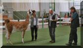 Lineare Beschreibung Classic Lama