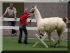 Lama am Sprung