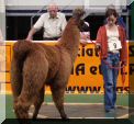 Lama im Hindernisparcours